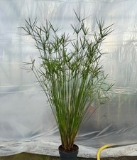Cyperus Alternifolius Umbrella