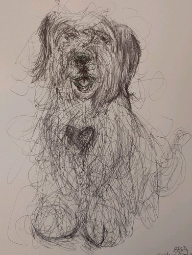 Polish lowland sheepdog - polish,