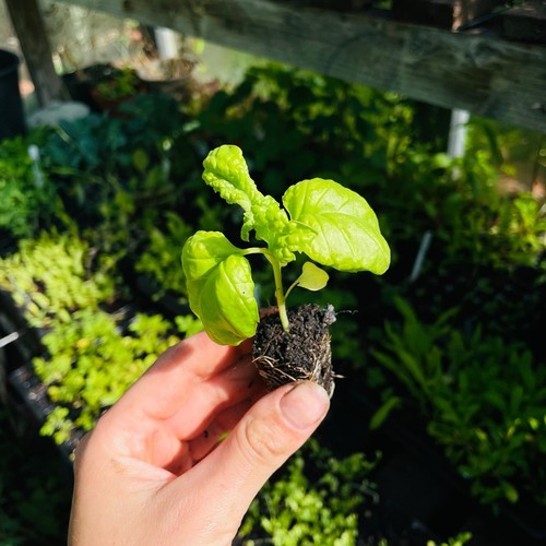 Basil lettuce leaved organic - leaved,