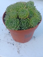 Sempervivum Green Ice 12cm