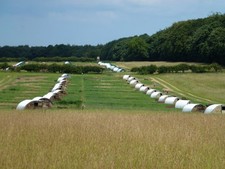 Photo A1 Rows of pig arks in