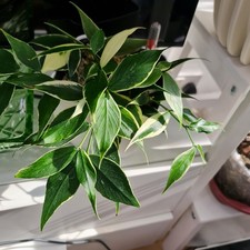 Hoya Polyneura albo 2 Leaf Un- Rooted Cutting.