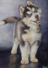 Siberian Husky Dog Cute Puppy