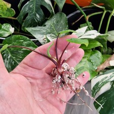 Colocasia pharaoh s - colocasia, ‘pharaoh’s