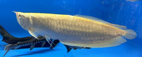 Xxl albino silver - silver, arowana