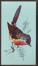 TETLEY (TEA)-BRITISH BIRDS