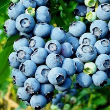 3 x Blueberry bush 'Bluecrop'