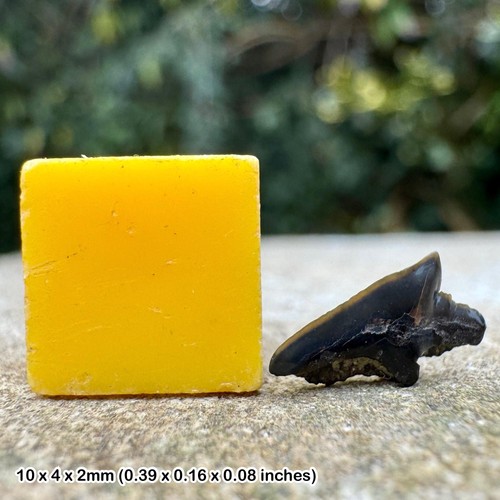Rare megasqualus british - megasqualus,