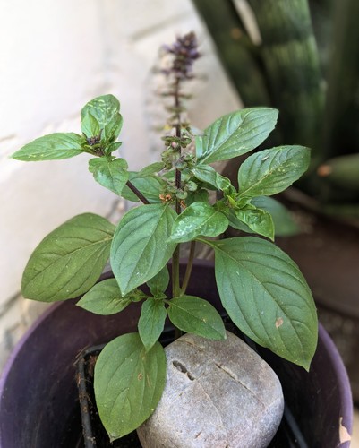 Fresh rooted basil plant - rooted,