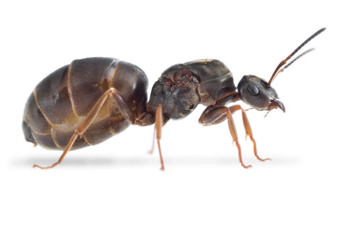 Live lasius queen ant - live,