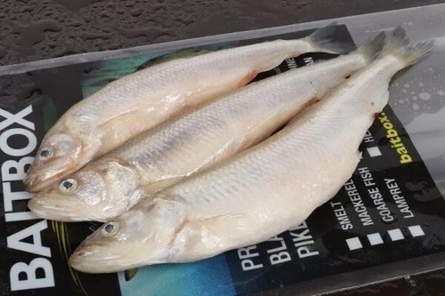 Large smelt per pack and - per,