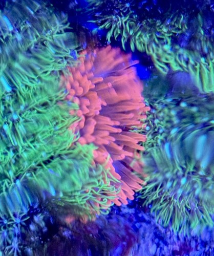 Rose bubble tip - rose, anemone
