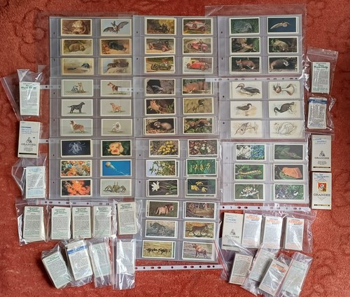 Grandee cigar cards - cards,