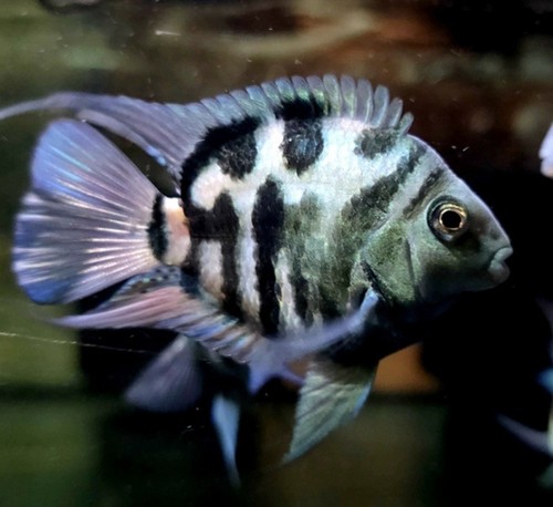 Polar blue hybrid zebra - hybrid,