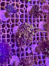 ?? Dragon Soul Torch Price Per Head