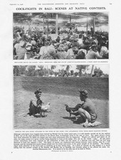 INDONESIA Cock Fighting at Bali - Vintage Print 1926