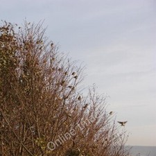 Photo 6x4 24 Greenfinches in a