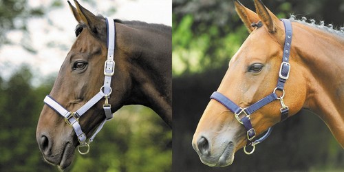 Shires equestrian thoroughbred - shires,