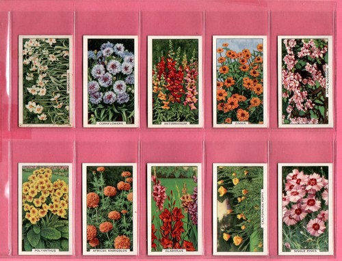 Gallaher garden flowers 1938 - garden,