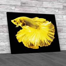 Vibrant Siamese Fighting Fish