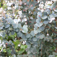 Eucalyptus gunnii Azura Cider Gum Outdoor Garden Ready Evergreen Plants 20-30cm