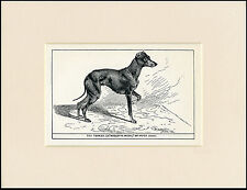 ENGLISH TOY TERRIER ANTIQUE 1900 WOOD BLOCK ENGRAVING DOG PRINT READY MOUNTED