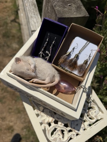 Taxidermy curiosity box - taxidermy,