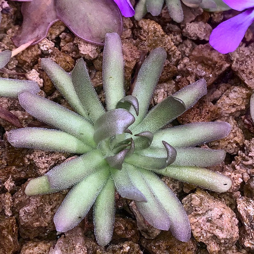 Pre sale pinguicula sch - pre-sale,