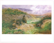 Red Grouse Sheltering In A Peat Hag Print Picture 1986 A Thorburn TBAM#57