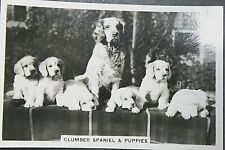CLUMBER SPANIEL and Puppies