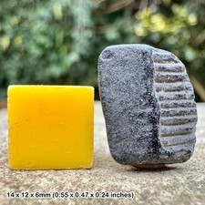 Myliobatis striatus eagle ray