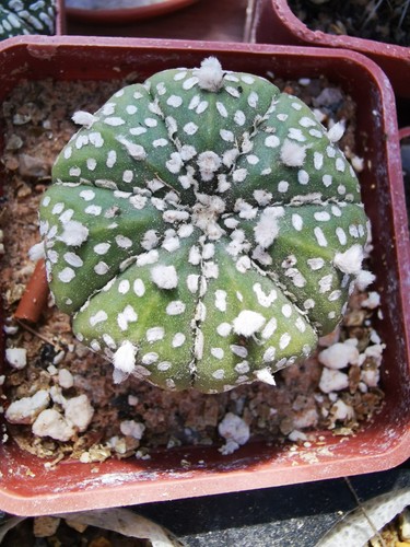 Astrophytum asterias super - asterias, 'super