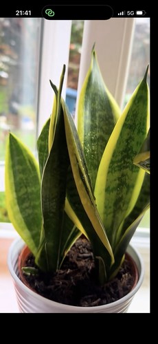 Snake plant sansevieria - plant,