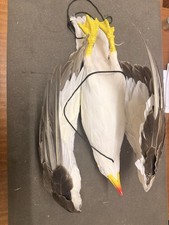 Plastic Feathered Seagull Bird