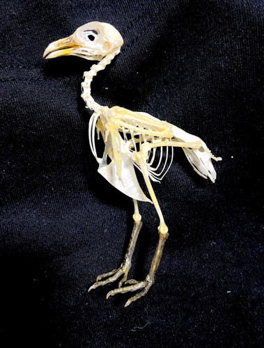 Quail skeleton taxidermy - quail,