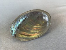 LARGE NATURAL PAUA SHELL ~