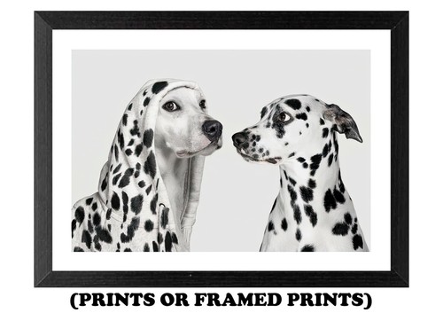 Dalmatian dog imposter a4 - dalmatian,