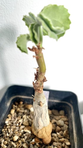 Cyphostemma macropus caudex - cyphostemma,
