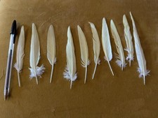 10 Lemon Coloured Naturally