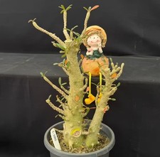 Rare Cacti Plant Dorstenia