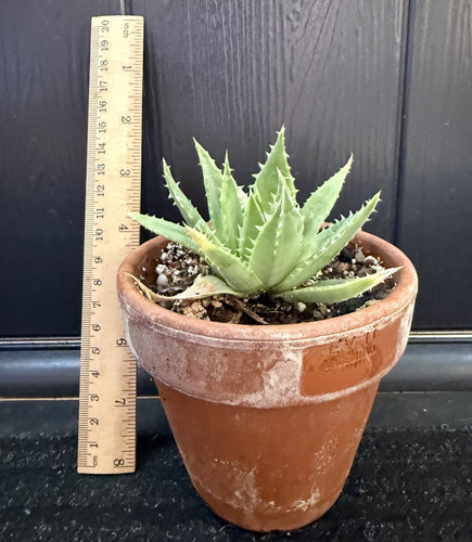 Aloe polyphylla plant