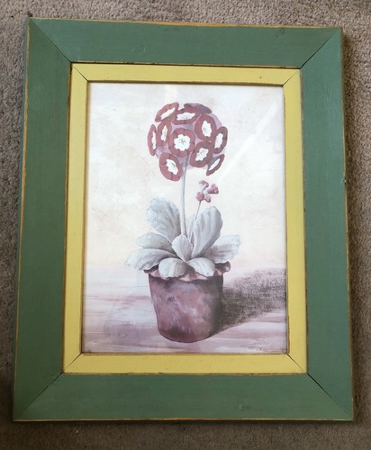 Vintage primula auricula - primula,