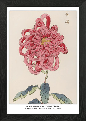 Pink chrysanthemum - pink,