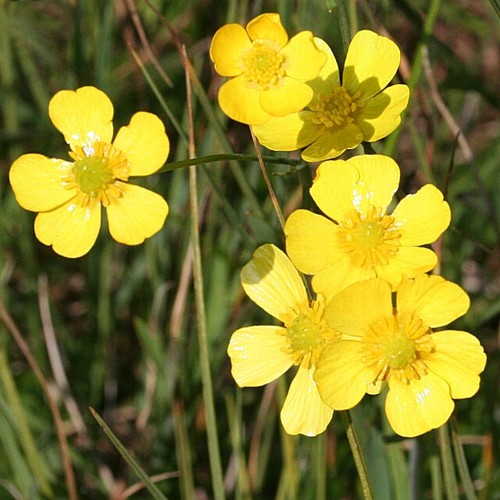 Lesser spearwort pond - x,