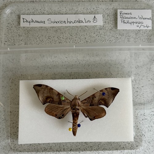 Entomology daphnusa - entomology,