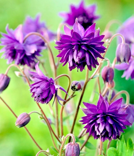 Aquilegia blue barlow - aquilegia,