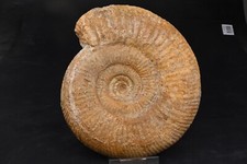 Ammonite prorsisphinctes - ammonite,