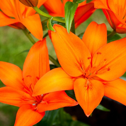 Lilium orange ton lily - lilium,