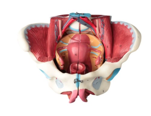 Anatomical female pelvis model - female,