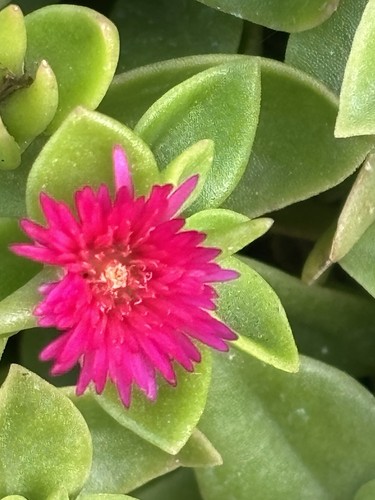 Mesembryanthemum aptenia - mesembryanthemum,